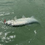 Mukai Bikaze 50S - Lime Pearl