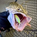 Imakatsu IKE-100 - 3D Ghost Kogill