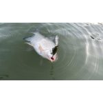 Imakatsu IS-200 - IMAE Dry Ice