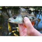 Imakatsu IS Wasp 50 SP - Ayu