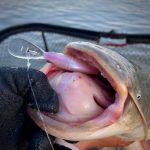 Imakatsu IS-200 - Metal Wakasagi