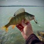 Imakatsu Dilemma Super Steep 60 SP - IMAE Dry Ice