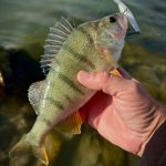 Imakatsu Dilemma Steep 60 - Hazy Shad 
