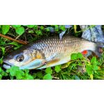 Imakatsu IS Wasp 50 SP - Red Gill