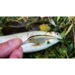 Imakatsu IS Wasp 50 SP - Red Gill