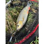 Imakatsu IS Wasp 50 SP - Red Gill