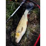 Imakatsu IS Wasp 50 SP - Red Gill