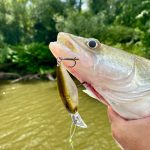 Imakatsu IS-200 - Flash Shad