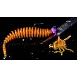ZozoBaits DualDragon 45 - Blue Star - 15db