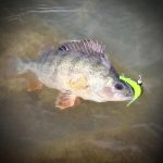 ZozoBaits DualDragon 45 - Oxyblood - 15db