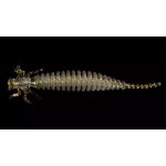 ZozoBaits DualDragon 65 - Gold Pearl - 15db