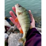 ZozoBaits DualDragon 65 - Deep Plexi Cosmos - 15db