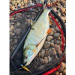 HMG Lures DeepRAP PRO 70 - Painted Vintage Gold