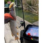 RTB Fortezza 762H - 228cm - 20-60gr