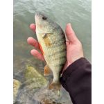 ZozoBaits FlexFish 50 - Snow White - 15db