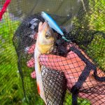 Imakatsu Dilemma Popper 60 - Black Raven