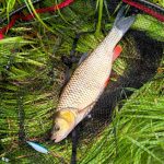 Imakatsu Dilemma Popper 60 - Black Raven