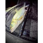 Imakatsu Dilemma Popper 60 - Citrus Clear