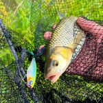 Imakatsu Dilemma Popper 70 - Legend Ghost Ayu