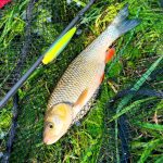 Imakatsu Dilemma Popper 70 - Legend Ghost Ayu