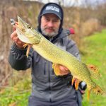 Imakatsu Gekiasa Flat - Mat Red Hot Tiger