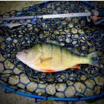 HMG Lures Jager 48 - 3