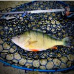 HMG Lures Jager 48 - 5