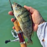 RTB Rubicon 632UL - 190cm - 0,1-5gr