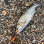 HMG Lures RiverKing 80 - Holo Classic Silver