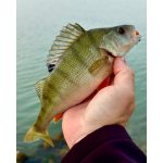 ZozoBaits RibWave 40 - Dark Motor Oil - 15db