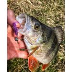 Upstream Darts Fat 1,6 - Maggot - 40mm - 10db